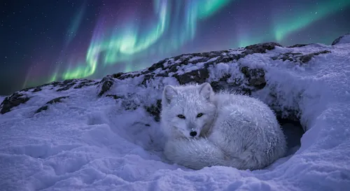 A pure white Arctic fox curled up in a snowy den under the northern lights, aurora borealis glowing in the night sky above, ice crystals on its fur, serene and cold environment, winter wonderland atmo