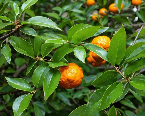 Write a poetic description of the subtle fragrance of mandarin leaves in a serene garden.,calamondin,citrus sinensis,tangerine fruits,growing mandarin tree,orange tree,mandarin oranges,citrus plant,ta