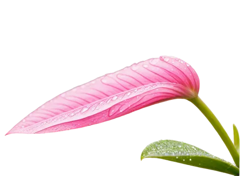 Delicate pink flower, petals softly curved, yellow center, slender stem, green leaves, water droplets on petals, morning dew, soft natural light, close-up shot, shallow depth of field, warm color tone
