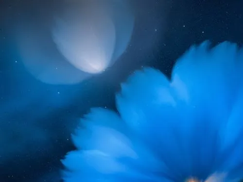 cosmos,two bright blue flowers are seen from under their petals,blue petals,blue chrysanthemum,cosmic flower,blu flower,blue flower,celestial chrysanthemum