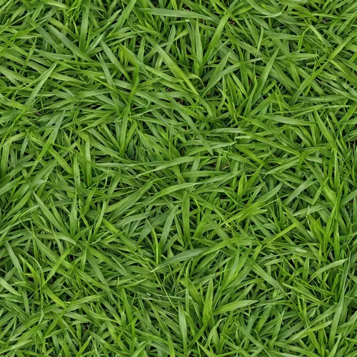 a large area of green grass that looks like a carpet,zoysia,green wallpaper,block of grass,green lawn,grass,lawn,paspalum,grass blades,ryegrass,green grass,grasslike,quail grass,grass grasses,golf cou