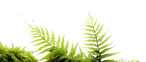 Vibrant greenery, 4K resolution, ultra-high definition, misty atmosphere, soft natural light, tropical plants, exotic flowers, ferns, moss, vines, intricate leaf details, water droplets, dew, shallow 
