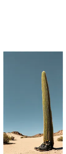 Desert landscape, sandy dunes, endless horizon, clear blue sky, hot sun, subtle shadows, detailed rock formations, cactus plants, abandoned wooden signpost, old boots, worn-out leather belt, rusty met