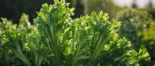 Create a cheerful scene with a shrub of celery in a sunny garden.,wild celery,celery plant,japanese mugwort,shrub celery,celery stalk,gremolata,green asparagus,mugwort,summer savory,parsley leaves,fer