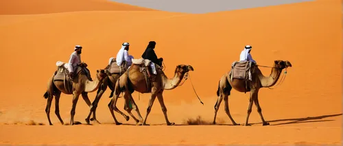 <strong>Hameem desert, United Arab Emirates: </strong>A man guides his camels across the Hameem desert, around 170 kilometers (about 106 miles) west of Abu Dhabi.,dromedaries,camels,camel caravan,came
