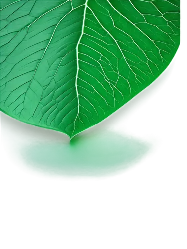 Green wallpaper, abstract patterns, emerald tone, leaf veins texture, glossy finish, 3D illusion, futuristic design, vibrant color, ambient lighting, panoramic view, soft focus, shallow depth of field