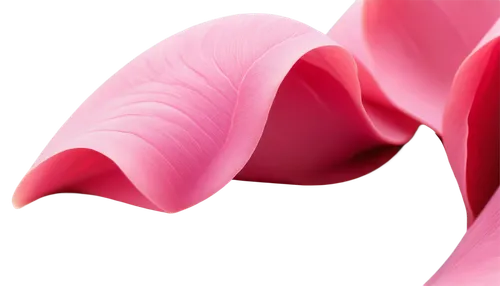 Delicate rose petal, soft pink color, gentle curves, velvety texture, subtle shine, intricate veins, natural folds, detailed edges, macro shot, extreme close-up, shallow depth of field, warm lighting,