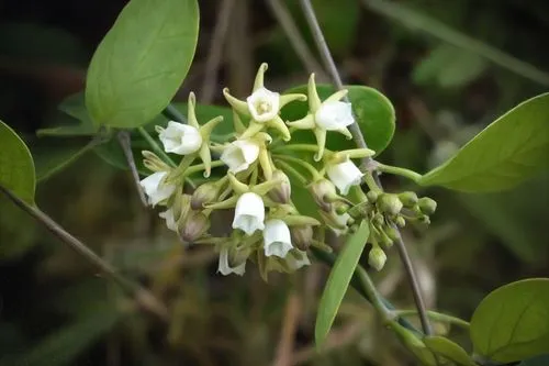 Cynanchum ellipticum flowers,epidendrum nocturnum,cape honeysuckle,jasmine-flowered nightshade,smooth solomon's seal,epidendrum,solomon's seal,dendrobium sanderae,jasmine flower,colutea arborescens,de
