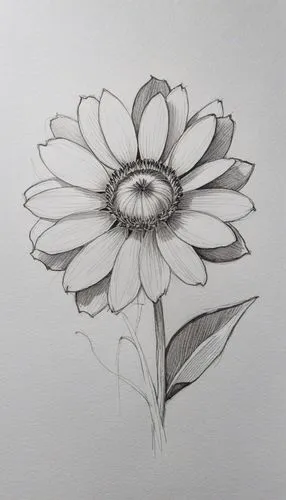 a pencil drawing of a flower on a white paper,flower drawing,mandala flower drawing,gerbera,perennials-sun flower,flower line art,mandala flower illustration
