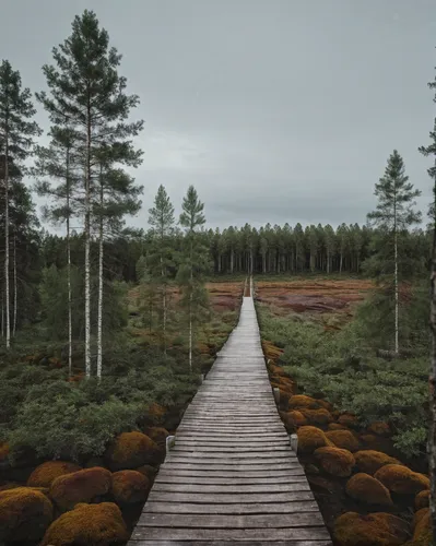 coniferous forest,wooden bridge,forest path,pine forest,wooden path,crooked forest,forest landscape,forest walk,forests,finland,fir forest,temperate coniferous forest,forest background,mixed forest,wo