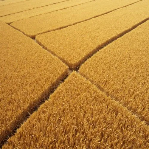 A close-up, high-angle view of the right side of a wheat wasteland. The top left and bottom right corner of the image are broken off, creating 2 large rectangles. The middle row starts at the bottom q