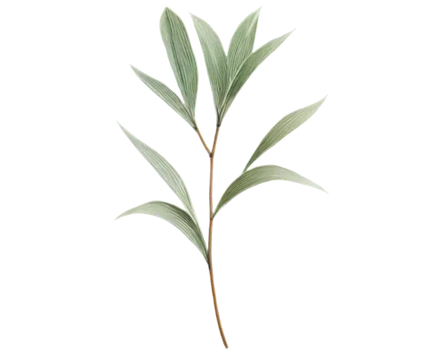 9 composition, high resolution, transparent PNG.,green plant with long thin stems on grey background,palm lily,palm leaf,uniflora,sweet grass plant,grass lily,asparagaceae,sea oat grass,echinochloa,sp
