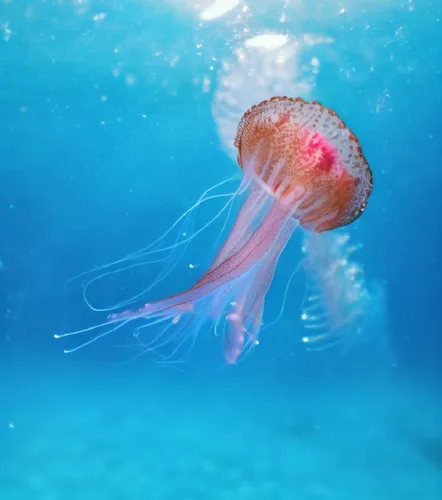 A jellyfish floating in the sea.,lion's mane jellyfish,jellyfish,cnidaria,jellyfishes,cnidarian,flabellina,jellies,nauplii,sea animal,cauliflower jellyfish,jellyfish collage,pink octopus,sea life unde
