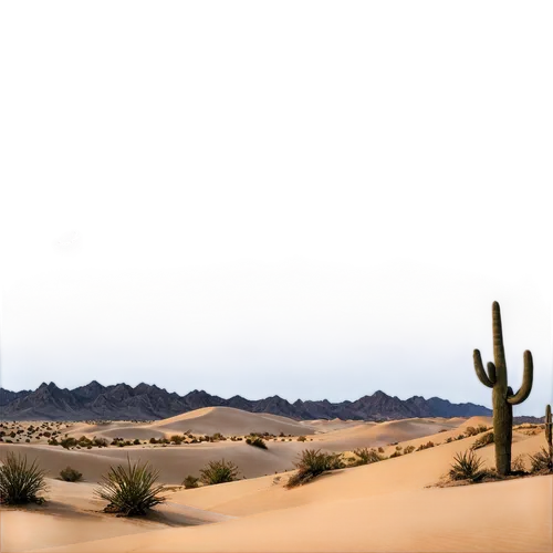 Desert landscape, nighttime, starry sky, crescent moon, sandy dunes, cactus silhouettes, misty atmosphere, warm lighting, low-angle shot, 3/4 composition, shallow depth of field, cinematic mood, mysti