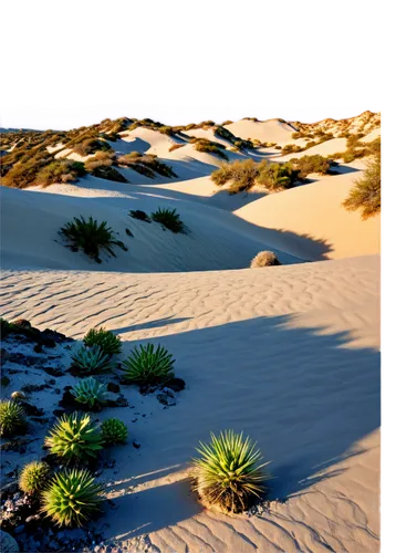 Desert landscape, sandy dunes, endless horizon, clear blue sky, hot sun, rocky outcrops, cacti, succulents, vast emptiness, warm lighting, high contrast, dramatic shadows, low angle shot, panoramic vi