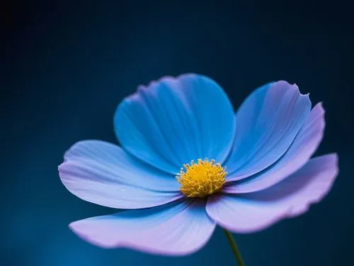 cosmos,an image of a blue flower with a yellow stamen,blue flower,blue petals,blu flower,blue anemone,blue daisies,blue chrysanthemum