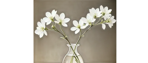 White flowers, photography subject, solo, delicate petals, green leaves, slender stems, vase, water droplets, soft natural light, close-up shot, shallow depth of field, warm color tone, cinematic comp
