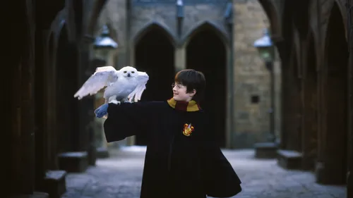 Harry potter,potter,hogwarts,harry potter,doves of peace,hedwig,albus,priest,doves and pigeons,couple boy and girl owl,the annunciation,confer,gothic portrait,doves,eucharist,owl-real,angelology,pigeo