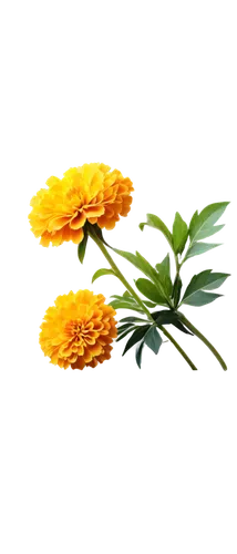 Marigold flower, bright yellow petals, dark brown center, delicate stems, green leaves, solo, close-up, shallow depth of field, warm lighting, soft focus, 3/4 composition, vibrant color tone, detailed
