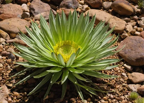 Write a comedic script about an eccentric botanist who discovers a singing desert plant,phytolaccaceae,glebionis coronaria,euryops pectinatus,arpophyllum,guizotia abyssinica,aristotelia chilensis,puls