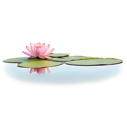 Pink lotus, sacred flower, delicate petals, green stem, water reflection, ripples in pond, soft morning light, shallow depth of field, warm color tone, 3/4 composition, cinematic lighting, detailed te