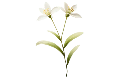 Delicate five-petaled white flower, soft petals, golden anthers, slender stem, green leaves, gentle curves, warm sunlight, 3/4 composition, shallow depth of field, soft focus, pastel color tone.,flowe