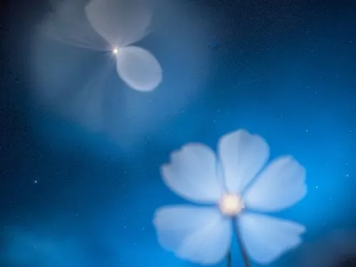 cosmos,two flowers against the background of a blue sky,blue petals,bokeh,blu flower,blue flower,bokeh lights,blue flowers