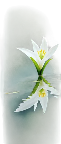 Easter lily, white petals, yellow anthers, green stem, delicate leaves, vase, water reflection, close-up, shallow depth of field, soft natural light, warm color tone, 3/4 composition.,a white flower s