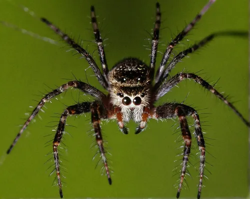 Spiky: Harold Taylor of Kensworth, Dunstable, entered this picture of a house spider's face,araneus,araneus diadematus,araneus cavaticus,european garden spider,fulgoromorpha,garden spider,tangle-web s