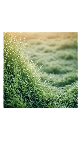 Grainy photograph, vintage film texture, rough paper-like surface, soft focus, warm color tone, 3/4 composition, shallow depth of field, cinematic lighting, morning dew, natural scenery, realistic, am