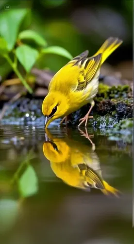 a small yellow bird sits in water and drinks,yellow finch,yellow robin,saffron finch,yellow weaver bird,finch bird yellow,yellow winter finch