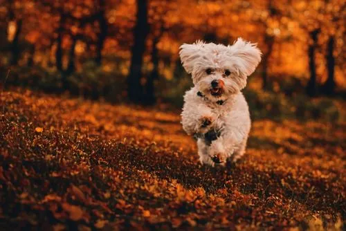 Convert the season to autumn,a dog with its paws in the air chasing something in the air,running dog,dog running,little girl running,dog photography,autumn background,autumn walk,fall animals,cheerful