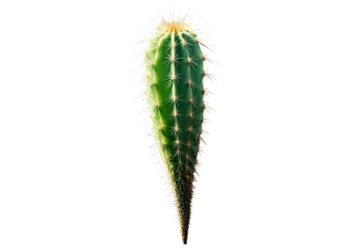 Prickly green cactus, tall, solitary, desert plant, thick stem, sharp spines, vibrant green skin, natural texture, morning sunlight, warm color tone, shallow depth of field, 3/4 composition, close-up 
