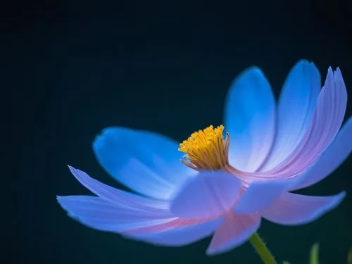 cosmos,an almost blue flower that is on top of a table,blue flower,blue petals,blu flower,blue chrysanthemum,blue anemone,blue daisies