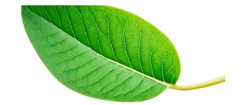 Single leaf, green color, veins visible, curled edges, soft natural light, macro shot, extreme close-up, shallow depth of field, warm color tone, delicate texture, gentle composition.,green leaf with 