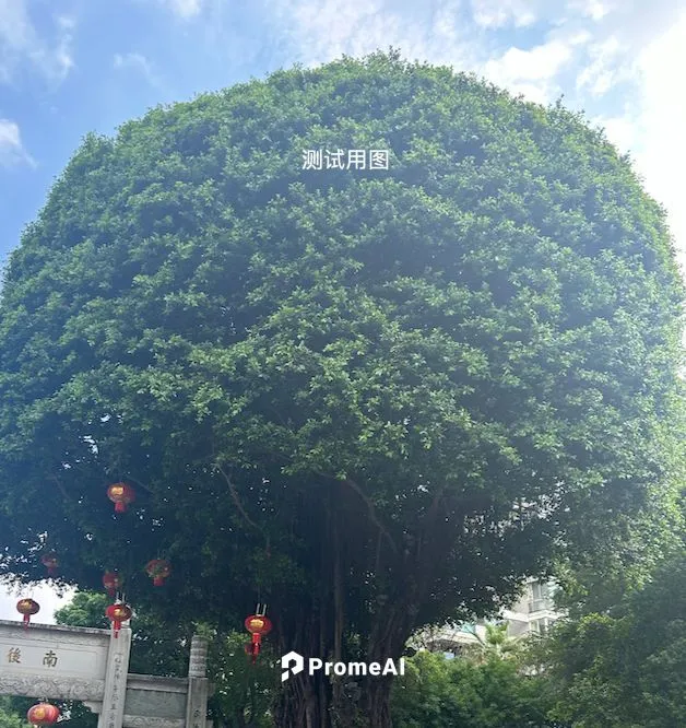 测试,growing mandarin tree,hangzhou,chengdu,the japanese tree,zhangzhou,guangzhou,baoqing,flourishing tree,huizhou,zunyi,shaoxing,wenxian,nanjing,nanhua,green tree,yuanhua,liuzhou,shuozhou,jingmei,mings