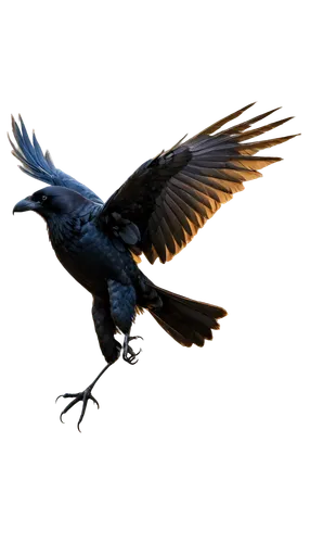 Free crow, black feathers, wings spread wide, strong legs, sharp talons, intelligent eyes, subtle facial expression, solo, morning sunlight, soft focus, shallow depth of field, cinematic composition, 