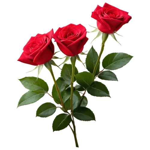 red roses with swirls lovely flowers red roses roses flowers png,rose png,flowers png,red roses,arrow rose,noble roses,for you,bicolored rose,regnvåt rose,romantic rose,lady banks' rose ,lady banks' r