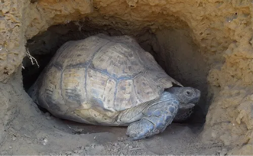 big African tortoise standing side ways in a ground cave, open eyes,an adult turtle crawling through some dirt, resting under ground.,pachycephala,bradypus pygmaeus,perianal,pachycephalidae,paralamas,