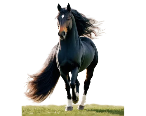 Majestic horse, galloping pose, shiny black coat, flowing mane, strong muscles, white markings on forehead, detailed eyes, nostrils flaring, ears perked up, saddle and bridle, green grass background, 