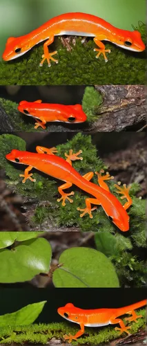 Explain the life cycle of a red eft in its natural habitat.,red eft,true salamanders and newts,salamander,pacific newt,coral finger frog,eastern newt,california newt,malagasy taggecko,woodland salaman