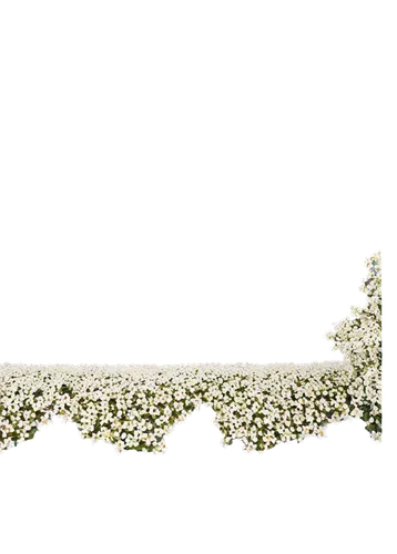 9 widescreen composition, detailed textures, realistic lighting, subtle shadows, delicate petals, gentle curves, intricate patterns, elegant design.,a picture of white flowers are in the center,flower