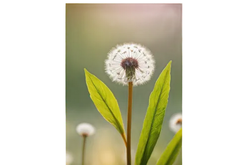 Dandelion, white puffball, yellow center, delicate petals, slender stem, green leaves, morning dew, soft sunlight filtering through flowers, shallow depth of field, warm color tone, 3/4 composition, r