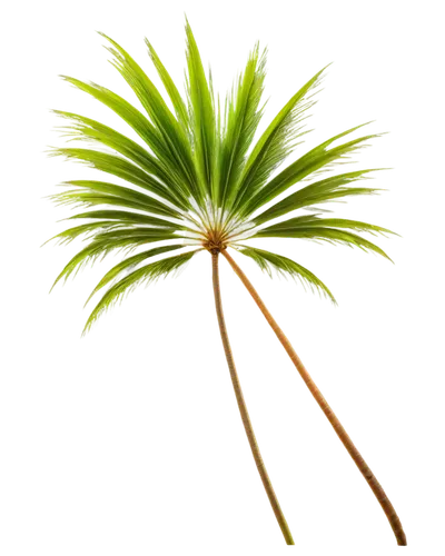 Tall palm tree, slender trunk, green leaves, feathery texture, curved branches, sunny day, bright blue sky, morning light, soft focus, shallow depth of field, warm color tone, cinematic lighting, 3/4 