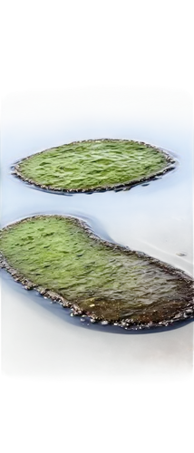 Polluted water, toxic waste, oil slick, dead fish, trash floating, algae bloom, murky brown color, ripples on surface, close-up shot, shallow depth of field, harsh lighting, gritty texture, realistic 