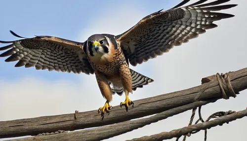 Male falcon flies past below  the fence,fishing hawk,new zealand falcon,saker falcon,lanner falcon,coopers hawk,sharp shinned hawk,peregrine falcon,red-tailed,redtail hawk,falconiformes,broad winged h