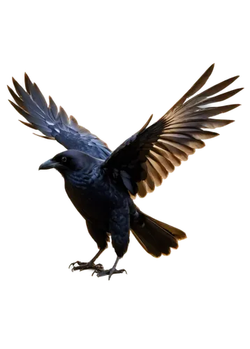 black crow, solo, wings spread wide, glossy feathers, sharp beak, intelligent eyes, morning dew, soft sunlight, 3/4 composition, shallow depth of field, warm color tone, cinematic lighting.,a bird fly