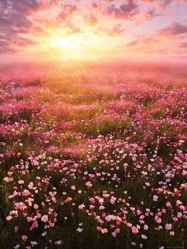 As the sun begins to set, the sky begins to twinkle with a soft orange glow. The flowers of garden, blooming filled with blooming flowers and vibrant blooms, stand tall and wide on the ground, their d