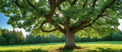 tree,large green tree with sun and reflection in water,green tree,flourishing tree,a young tree,tree,arbre,poplar tree,Photography,General,Realistic