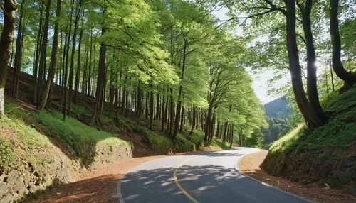 Outdoor, downward angled shot of a mountain road with tall trees covering the hillside, with some shrubs to the lower left and branches behind the trees. The top half of the frame shows dense tree for